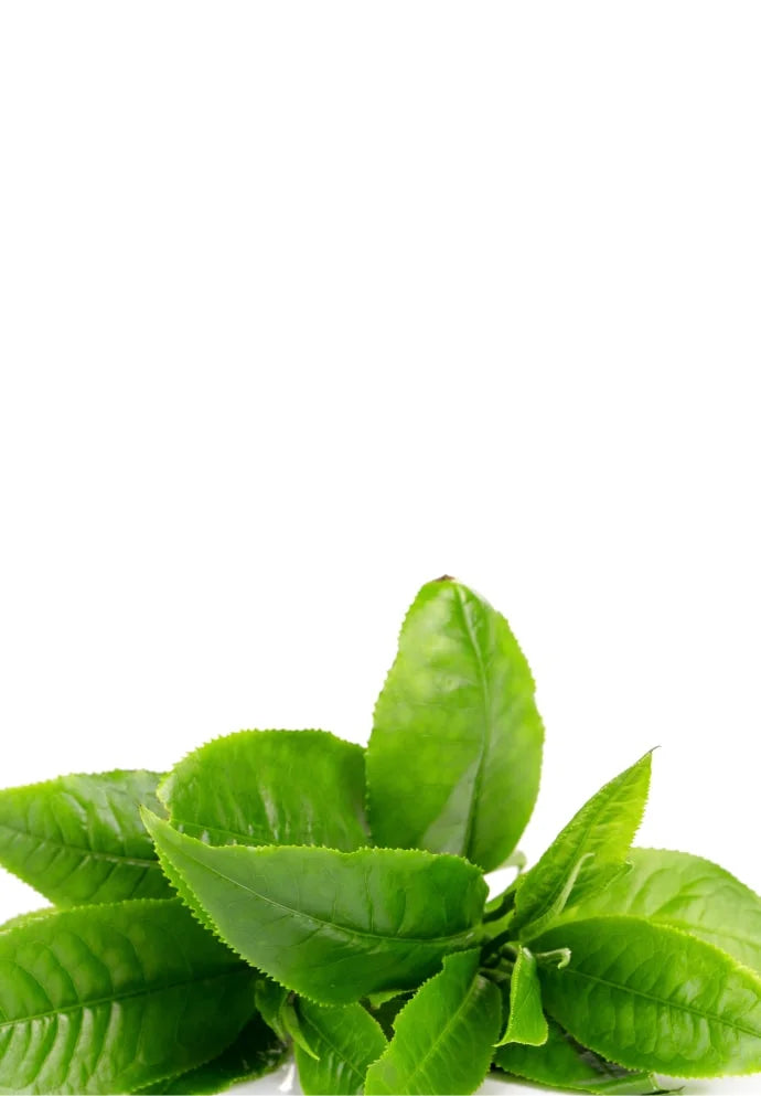 Tea Tree Oil